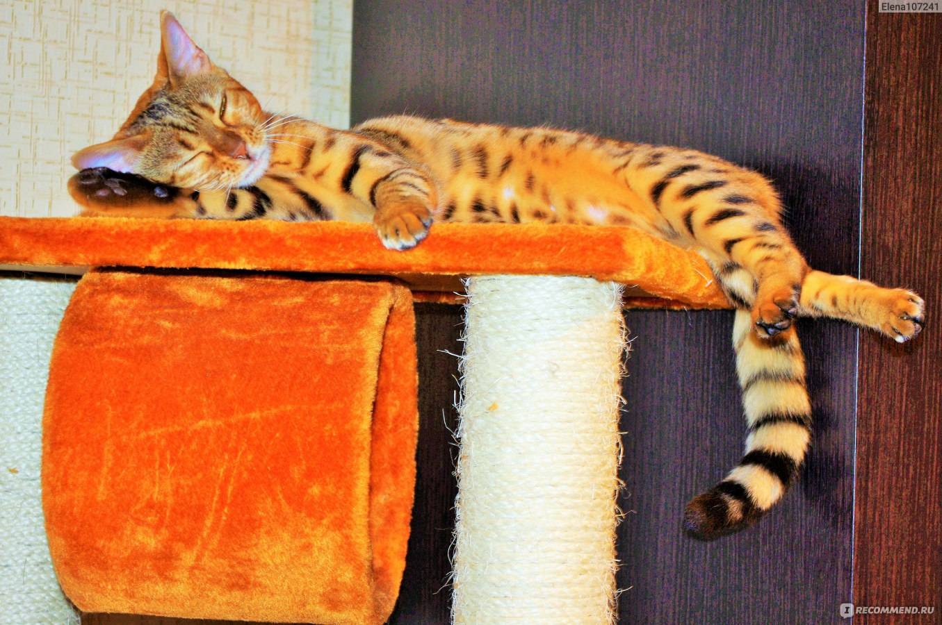 Самые спокойные породы кошек для квартиры | какие коты