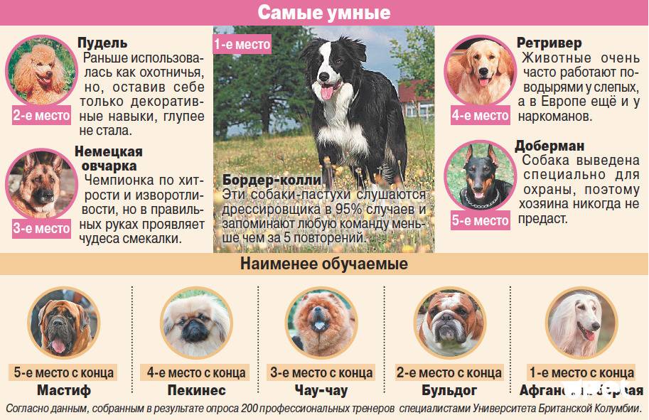 Самые умные породы собак - список по классификации, популярности и способности к дрессировке