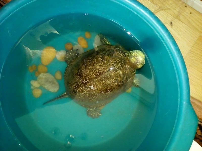 Всё, что нужно знать о уходе за черепахой в домашних условиях