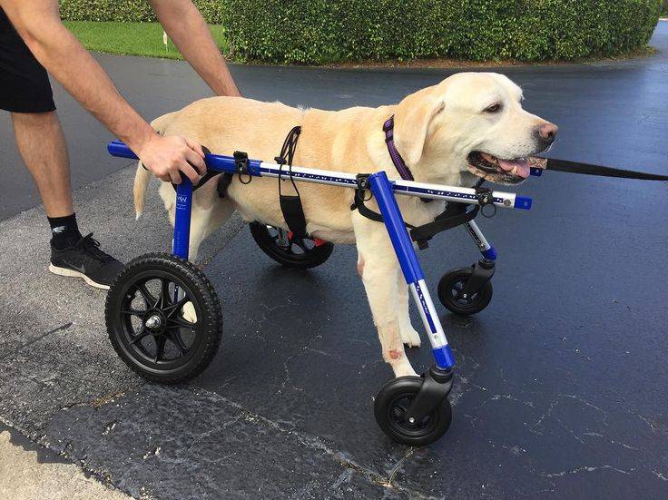 Запасные ноги для собак-инвалидов: лечебная тележка amigo
