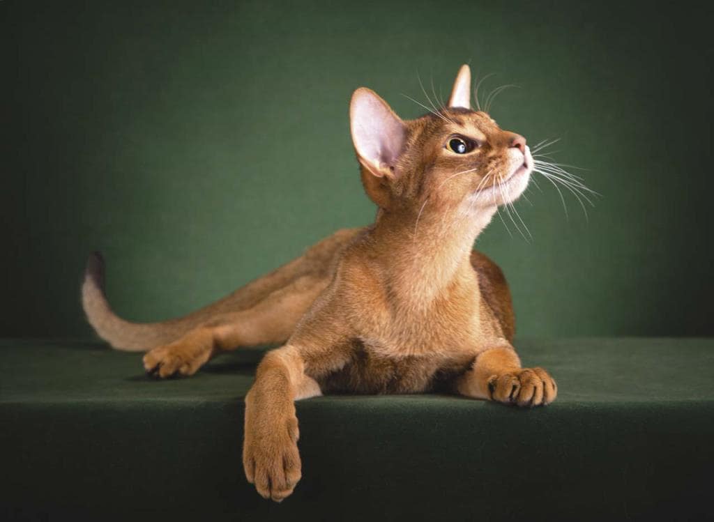 Абиссинская кошка: описание породы, характер и поведение