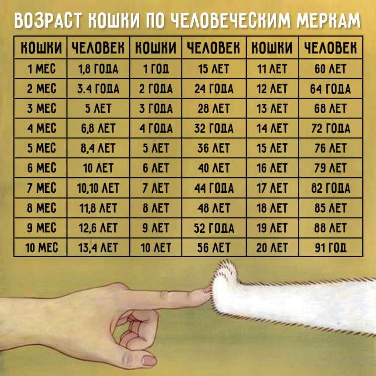Возраст кошки по человеческим меркам (27 фото): таблица соответствий. определяем, сколько лет коту в соотношении с человеком