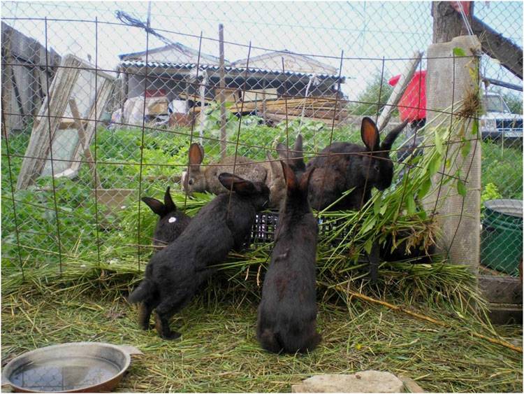 Разведение кроликов в домашних условиях для начинающих - условия содержания