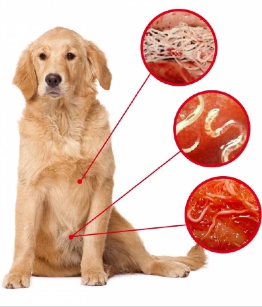 Сердечный гельминт у собак: что нужно об этом знать