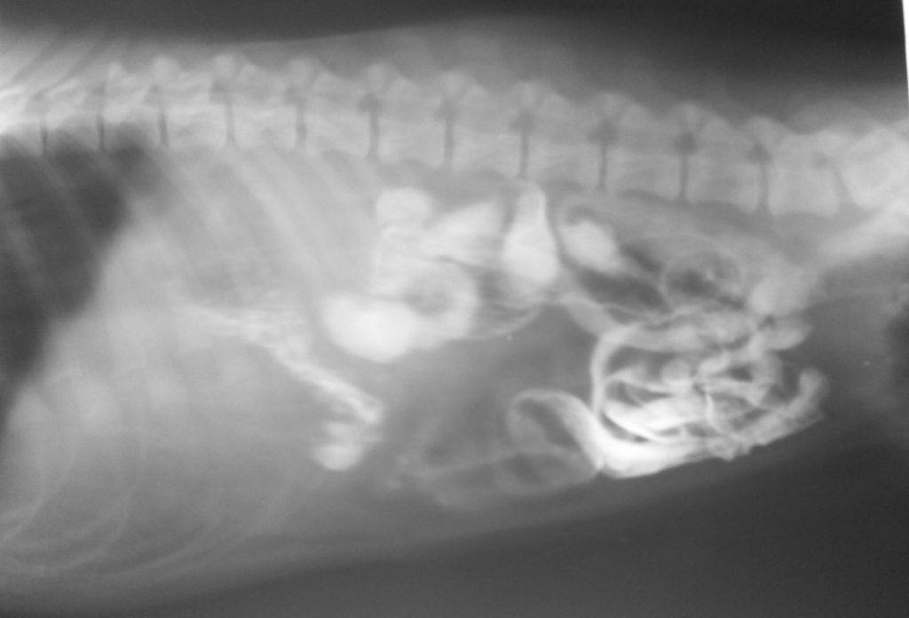 Кишечная непроходимость у кошек - симптомы и лечение  непроходимости кишечника у кошек в москве. ветеринарная клиника "зоостатус"
