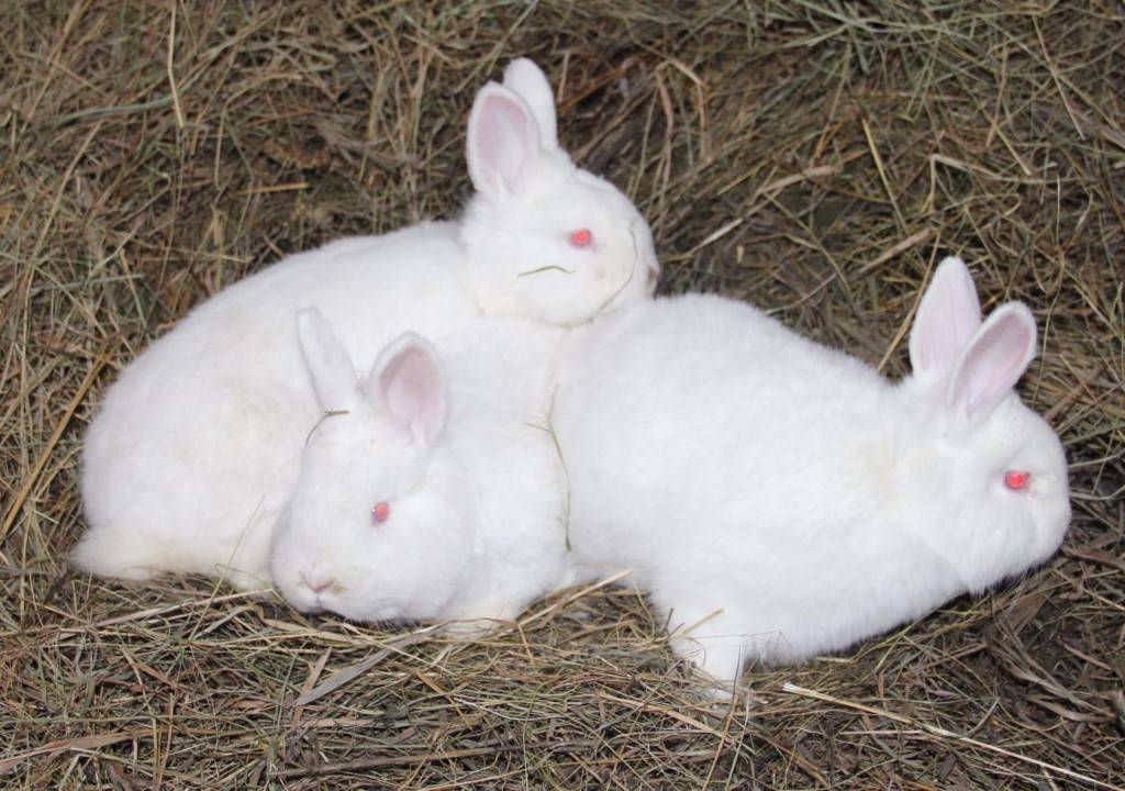 Нзб кролики, новозеландский белый - описание породы