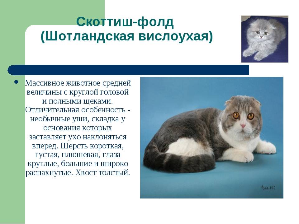 Кошки британские вислоухие: описание породы, характер, особенности ухода