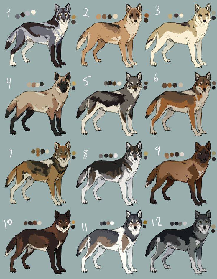 Как называются породы собак, которые очень похожи на настоящих волков