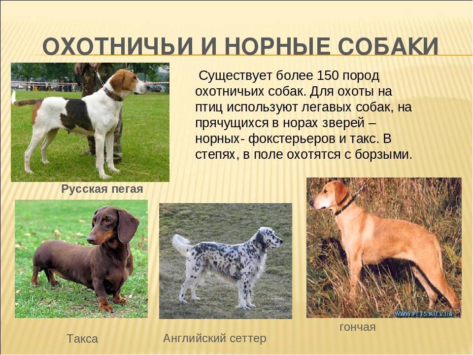 Все разновидности собак породы дог – американский, аланский, московский и другие