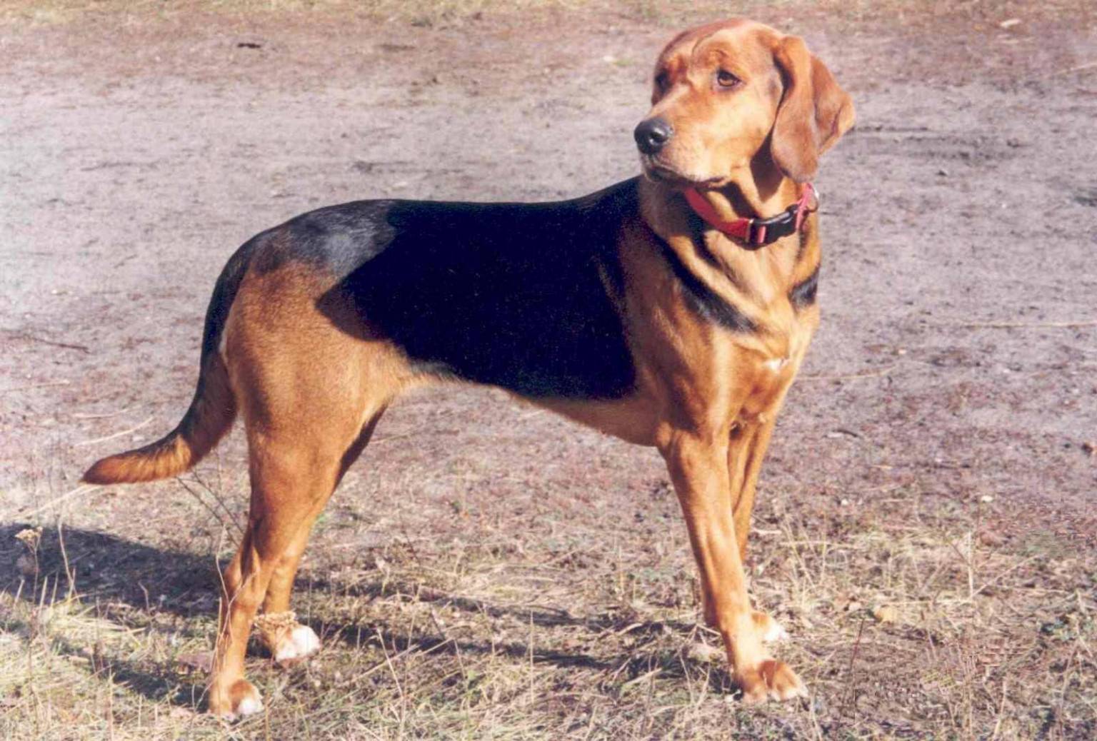Русская гончая: описание породы, характер собаки и щенка, фото, цена