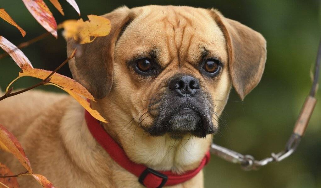 Мальтипу порода собак с фото, описанием, характеристика, цена, видео