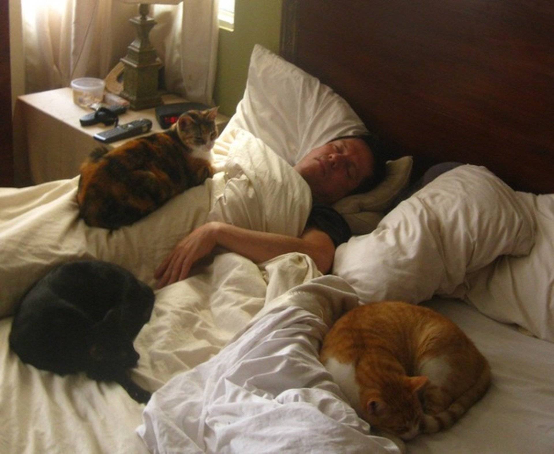 Почему кошки спят с хозяевами