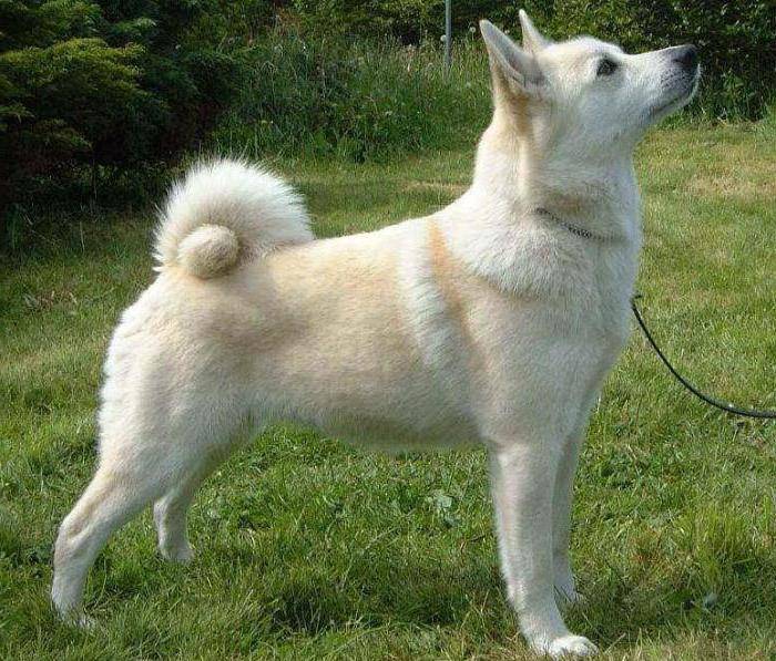 Скандинавские породы - норвежские, шведские, датские и финские породы собак с фото и названиями.