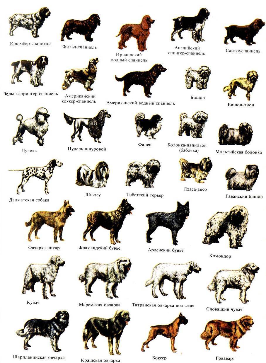 Породы домашних собак с фотографиями и названиями