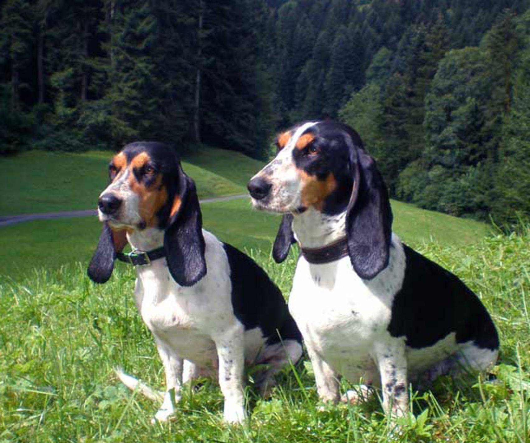 Швейцарская гончая: описание породы собак с фото и видео