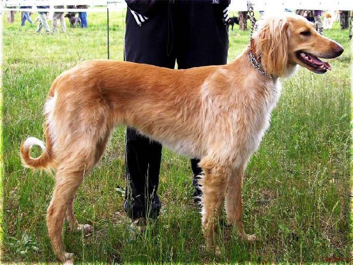 Киргизская борзая или тайган, уникальная собака под угрозой вымирания