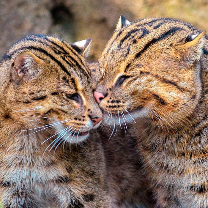 Дикий лесной кот: фото, разновидности и названия, характер и образ жизни, размножение кошек