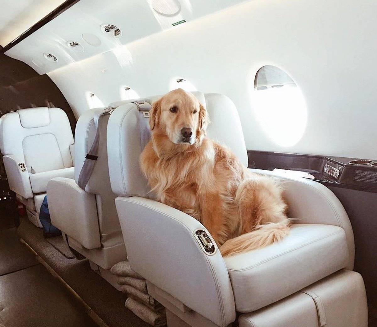 Авиаперелет домашних животных в самолете россия