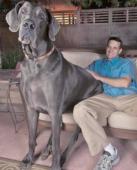Самые большие в мире породы собак: описание и фото | все о собаках
