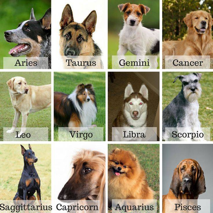 Союз с питомцем по знаку зодиака: какая собака кому подходит, как выбрать четвероногого друга по гороскопу?