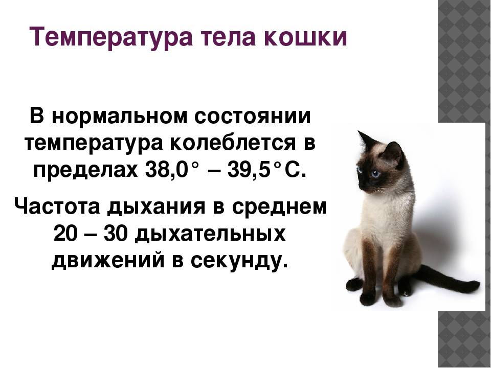Какой должна быть нормальная температура тела у кошек и котов: как померить, что считается нормой, причины отклонений и первая помощь