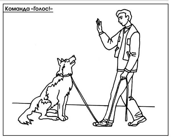 Сложно ли обучить собаку команде «лежать» и как правильно выстроить процесс дрессировки? как научить собаку команде «лежать»?