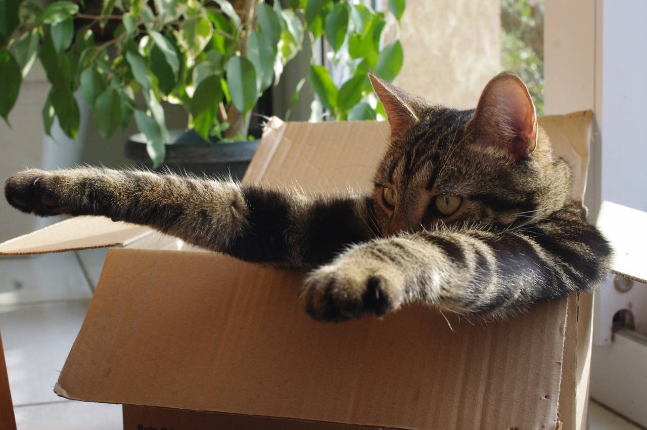 Почему кошки и коты любят коробки, причины такого поведения у взрослых животных и котят, как понять своего питомца