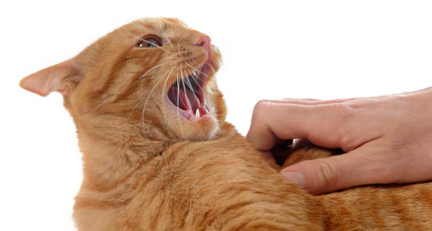 Почему кошка нюхает нос человека: странности кошачьего поведения
