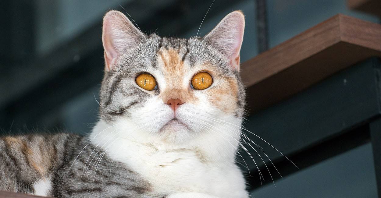 Американская жесткошерстная кошка (20 фото): чем уникален американский жесткошерстный кот? описание породы рыжих кошек с рисунком на спине