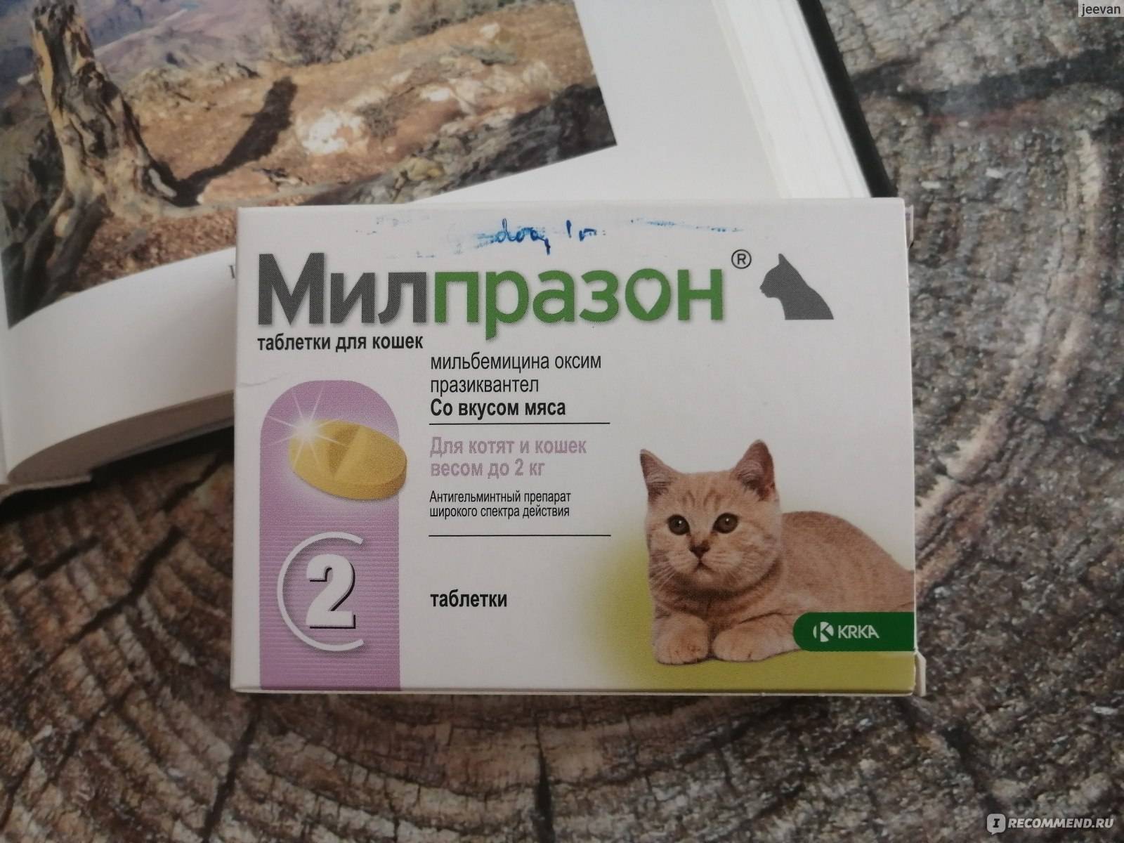 Марена красильная для лечения котов и кошек: инструкция по применению у взрослых животных и котят, отзывы