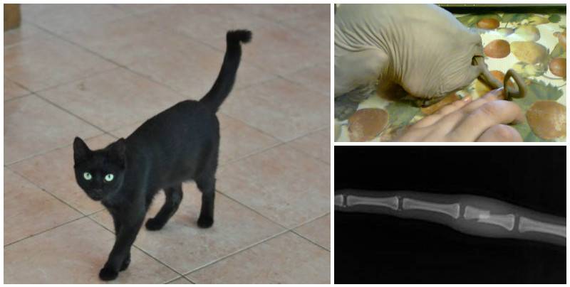 Перелом позвоночника у кошек и собак диагноз и лечение