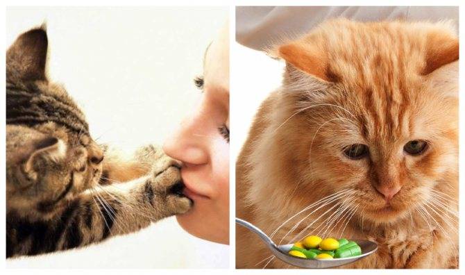 10 причин странного поведения кошки