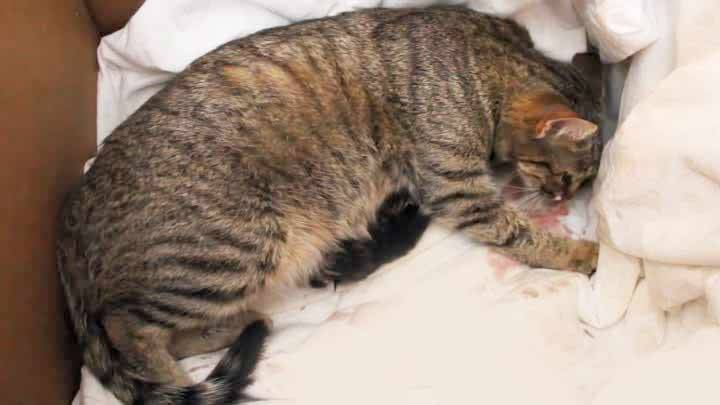 Почему кошка шипит на котят и что с этим делать