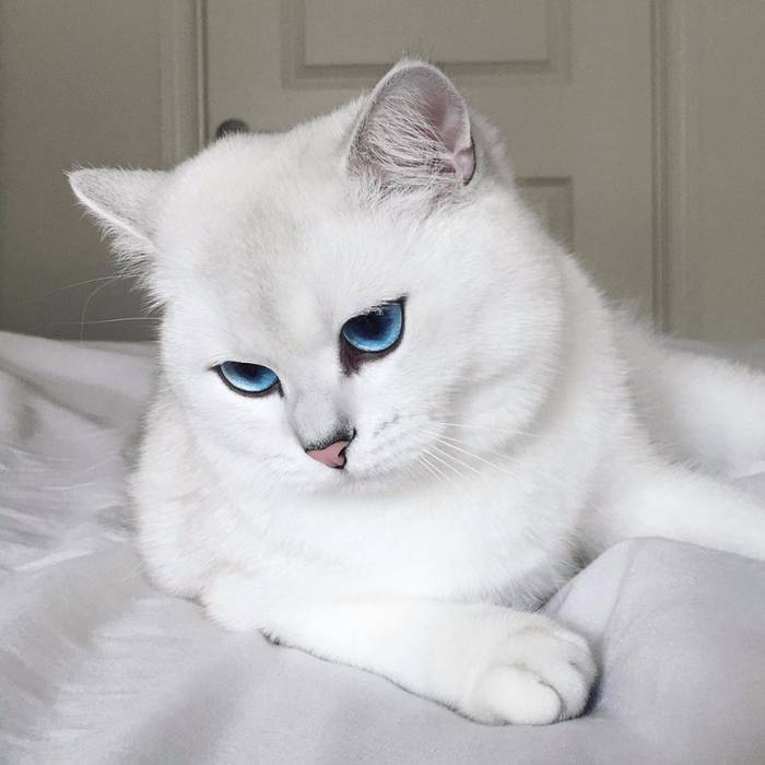Белые кошки с голубыми глазами (29 фото): глухие они или нет? породы котов с пушистой шерстью, красивые короткошерстные котята белого цвета