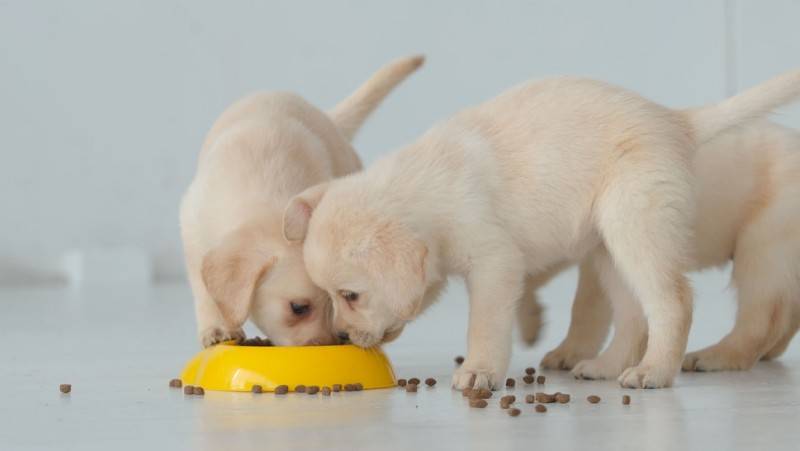 Рацион питания щенка 3 месяца в домашних условиях