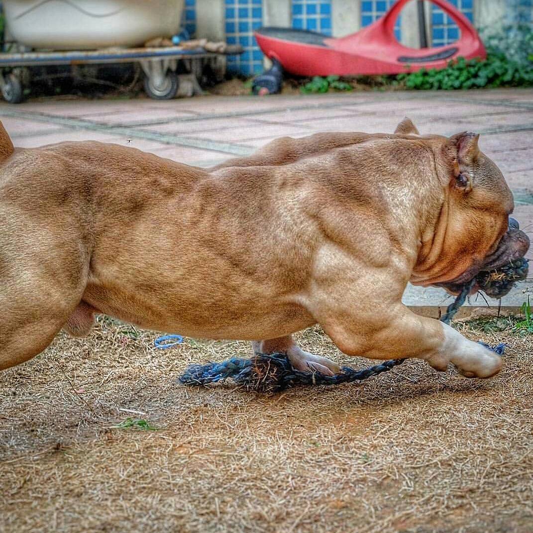 Обзор самых накачанных собак в мире с большими мышцами: топ мускулистых псов