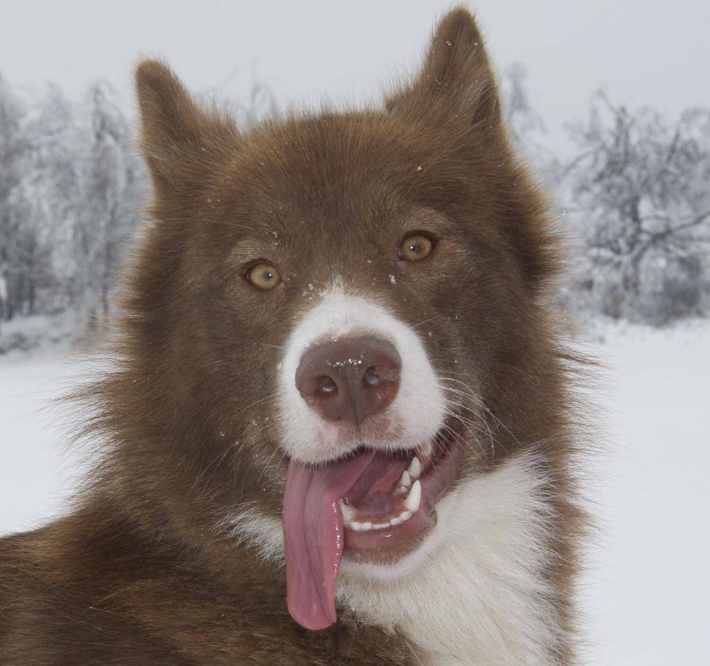 Воспитание и содержание канадской эскимосской собаки