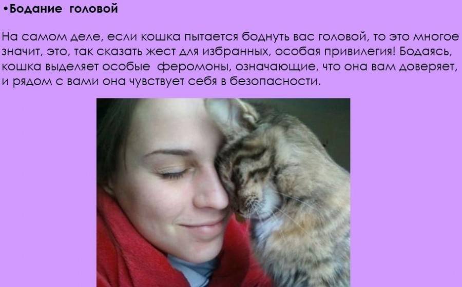 Признаки проявления кошачьей любви к человеку