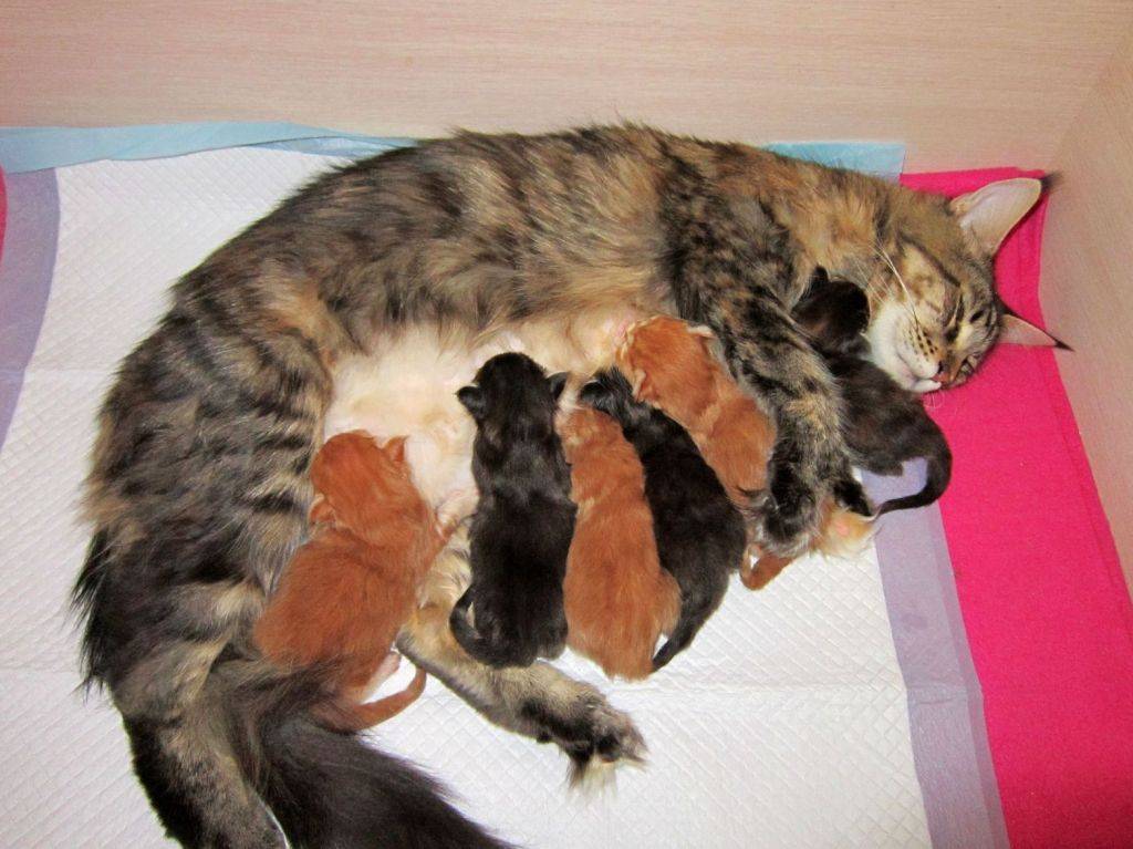 Как помочь кошке родить, если она не справляется самостоятельно | блог ветклиники "беланта"