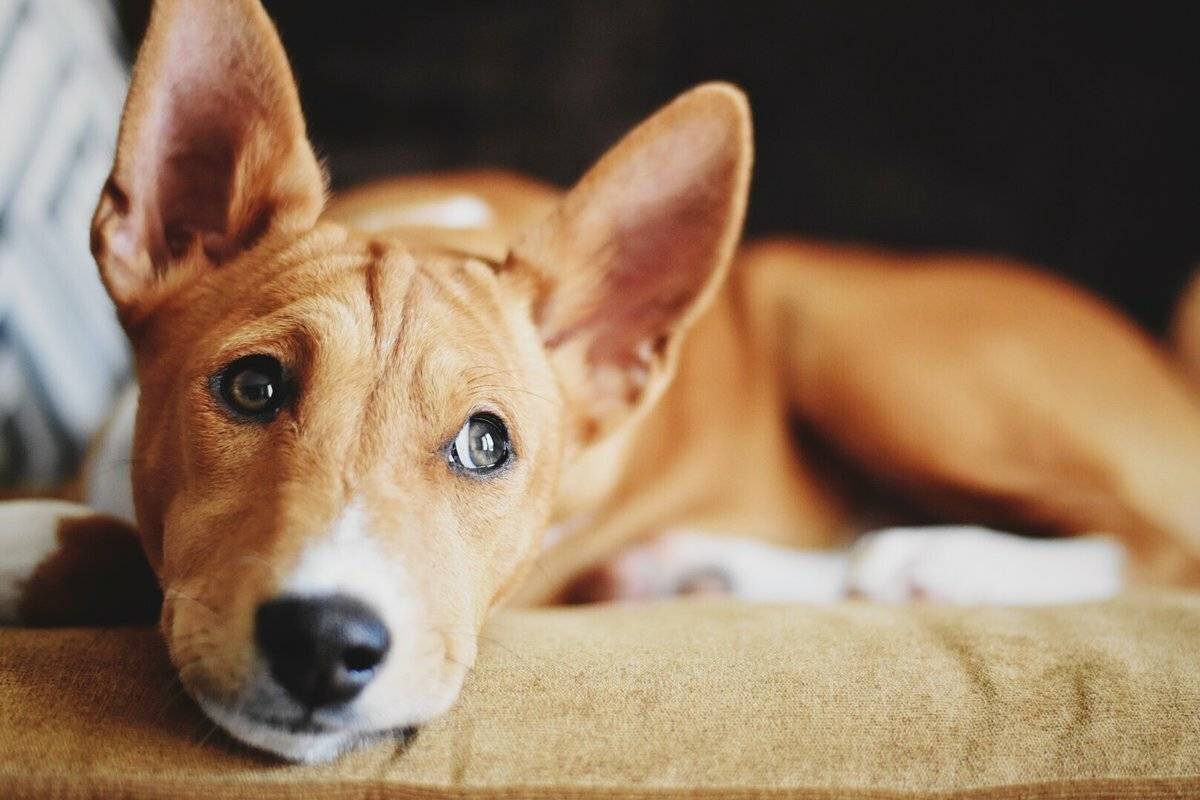 Как отучить собаку лаять на других собак: 10 советов и рекомендаций