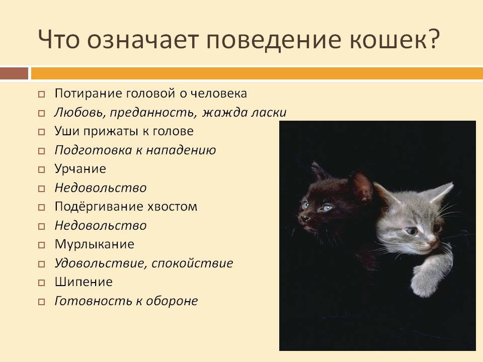 Кошки с кисточками на ушах: разнообразие пород и особенности содержания
