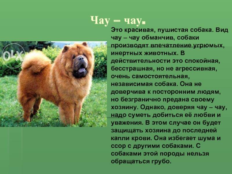 Чау-чау (порода собак): описание, характер, сколько живут