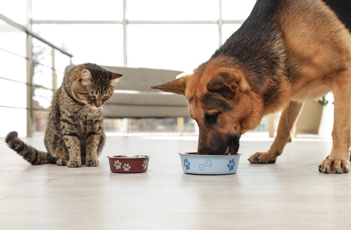 Можно ли кормить кошку только влажным кормом: факты и мнения специалистов