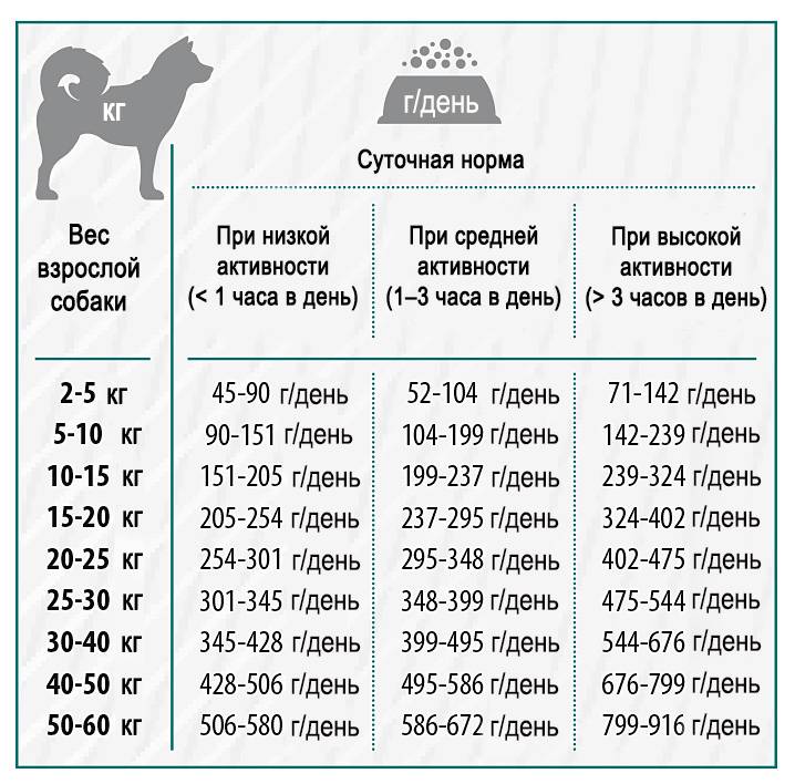 Сколько раз в день кормить собаку и какое количество корма ей давать: норма в таблице
