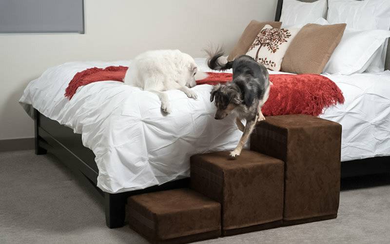 Можно ли разрешать собаке спать в хозяйской постели?