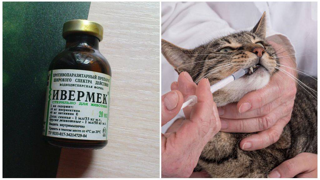 Инструкция по применению лекарственного препарата ивермек-спрей для кошек, собак и кроликов