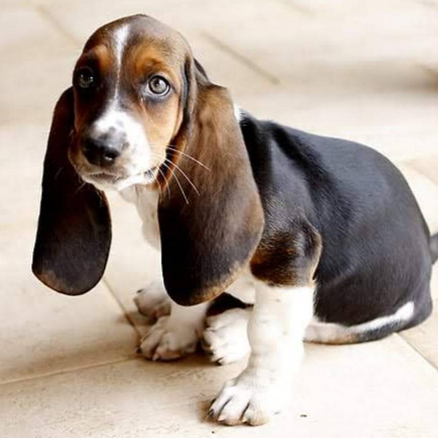 Собака с короткими лапами и большими ушами