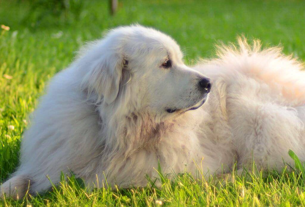 Одна из лучших охранных пород – большой пиреней или пиренейская горная собака