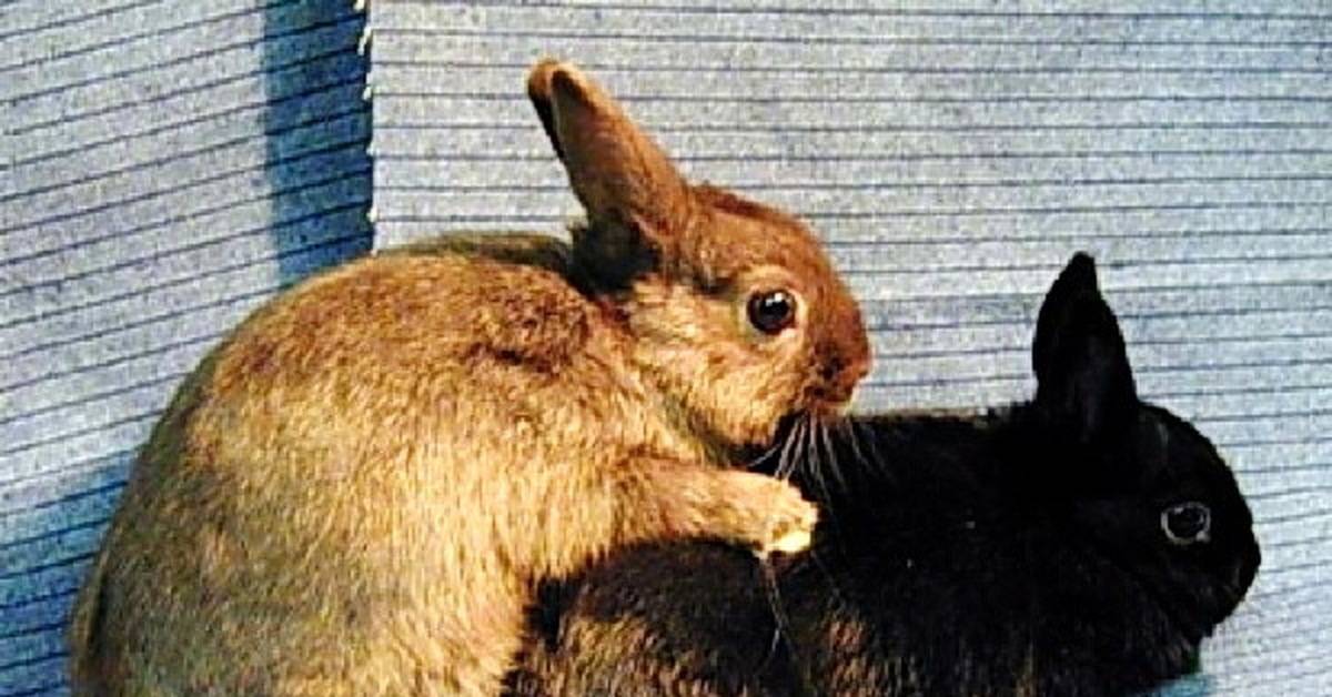 Кролиководство: спаривание кроликов, технология, случка