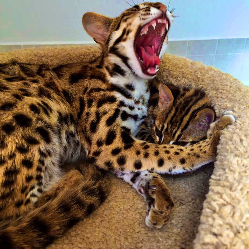Кошка бенгальской породы (мини леопард)